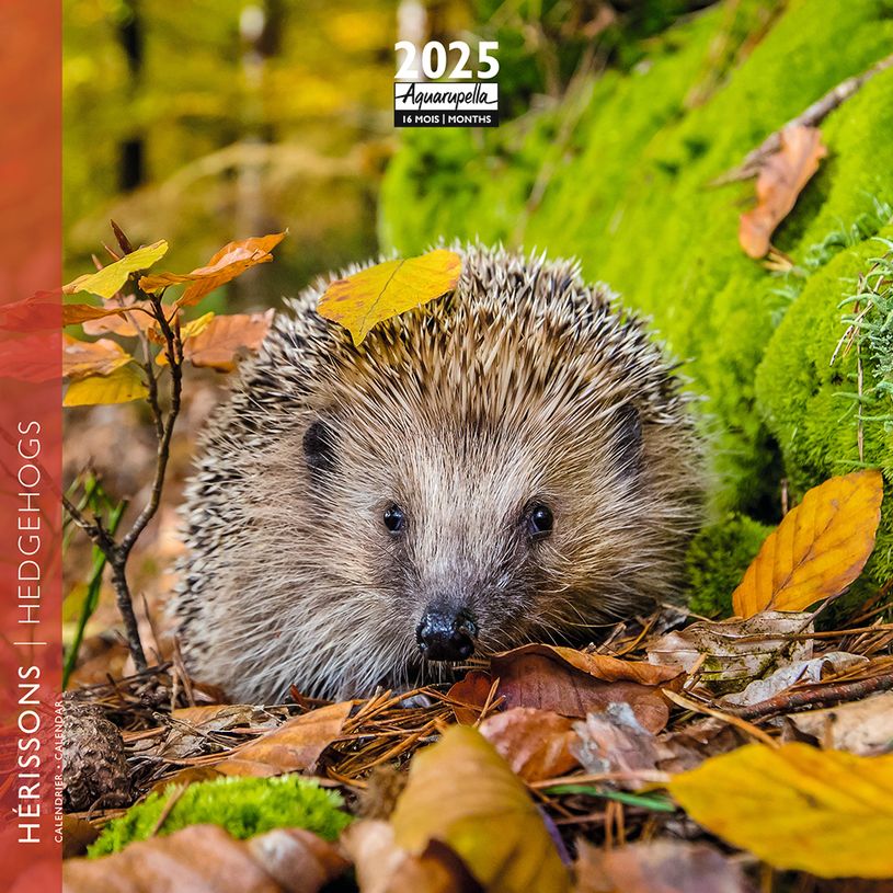 3494150160948-Calendrier mensuel 16x16 cm - 16 mois - Hérisson-P_405186577_1-0