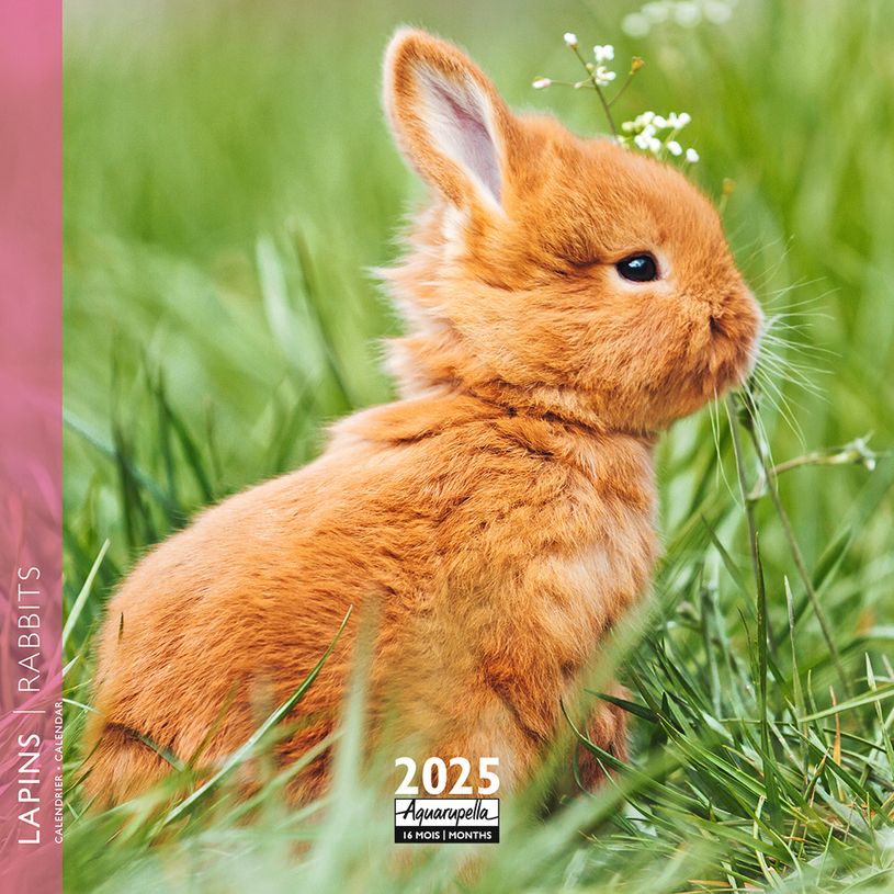 3494150160962-Calendrier mensuel 16x16 cm - 16 mois - Lapins-P_405186578_1-0