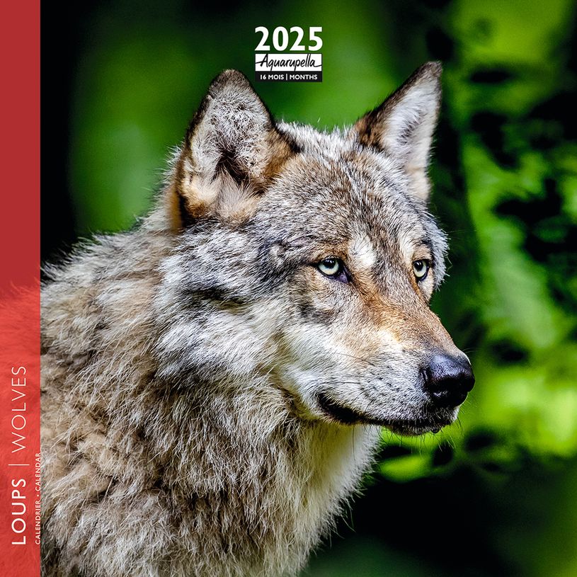 3494150160979-Calendrier mensuel 16x16 cm - 16 mois - Loups-P_405186579_1-0
