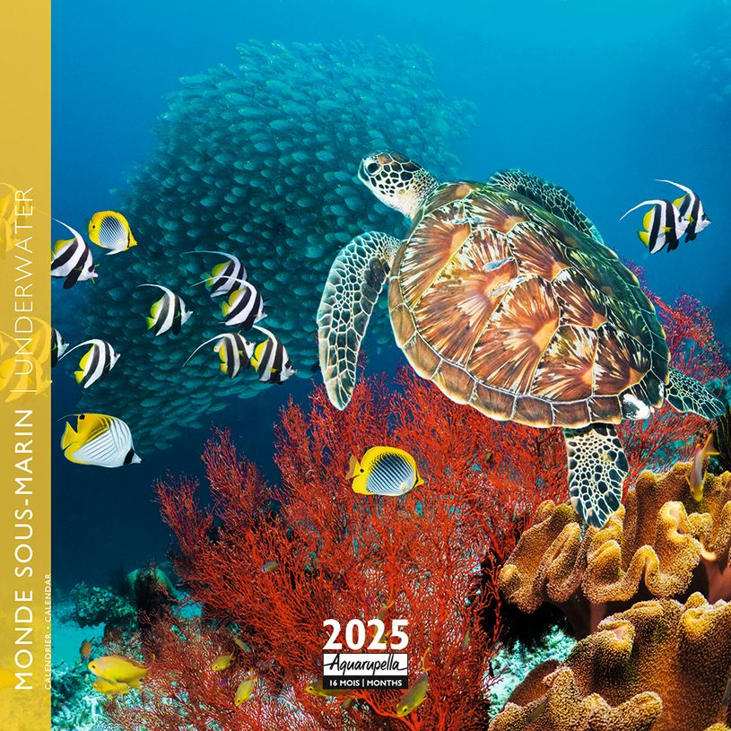 3494150160993-Calendrier mensuel 16x16 cm - 16 mois - Monde sous-marin-P_405186580_1-0