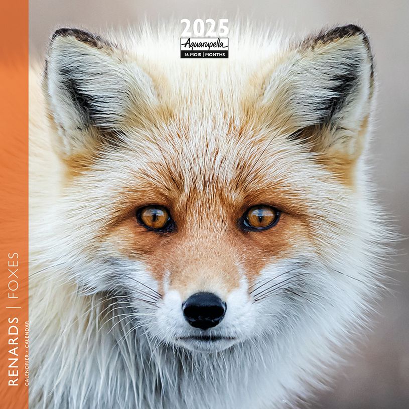 3494150161075-Calendrier mensuel 16x16 cm - 16 mois - Renards-P_405186588_1-0