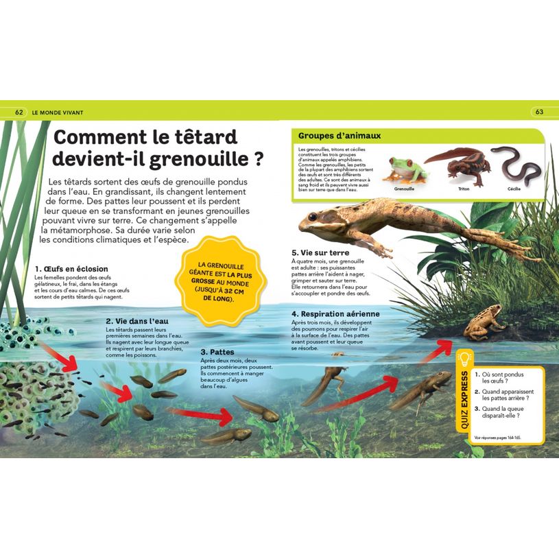 9782095041458-Livre La grande encyclopédie illustrée dès 7 ans-P_405225247_2-1