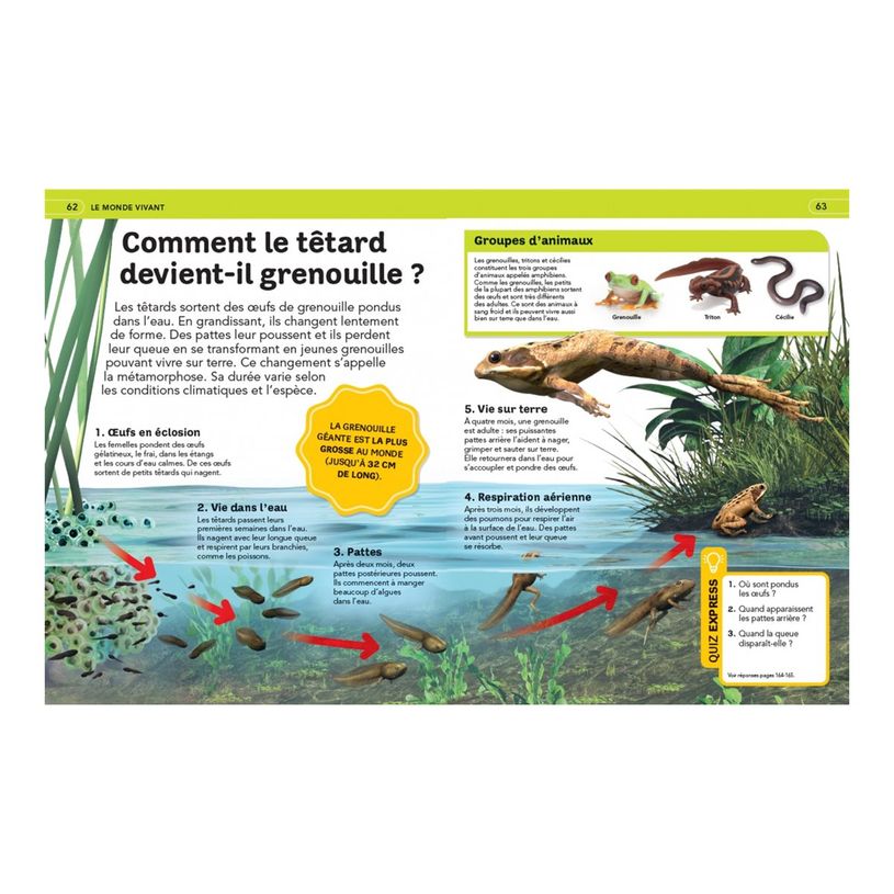 9782095041458-Livre La grande encyclopédie illustrée dès 7 ans-P_405225247_5-7