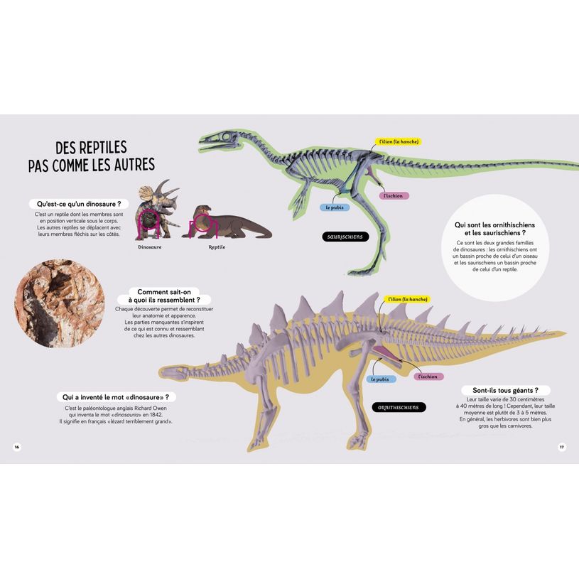 9782095034948-Livre Questions Réponses Tous les dinosaures-P_405225249_3-2