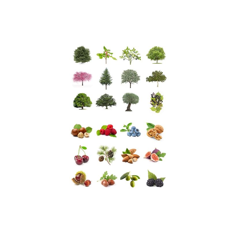 8410782200529-APLI kids - Rouleau adhésif - 360 pièces - arbres, fruits - 30 feuilles - permanent-P_405243346_1-1