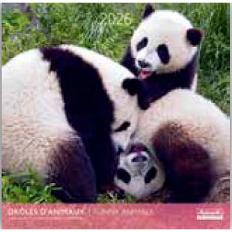 3494150173894-Calendriers 30x30cm 16 mois Aquarupella - Drôles d'animaux--0