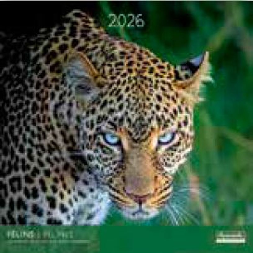 3494150173948-Calendriers 30x30cm 16 mois Aquarupella - Félins--0