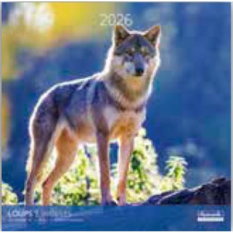 3494150174037-Calendriers 30x30cm 16 mois Aquarupella - Loups--0