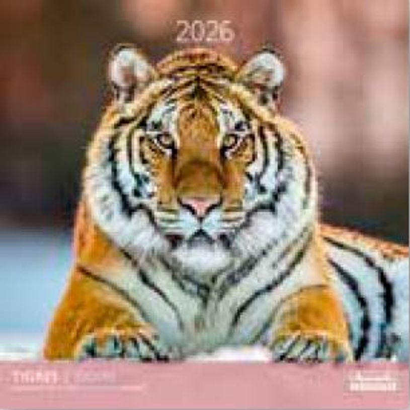 3494150174228-Calendriers 30x30cm 16 mois Aquarupella - Tigres --0