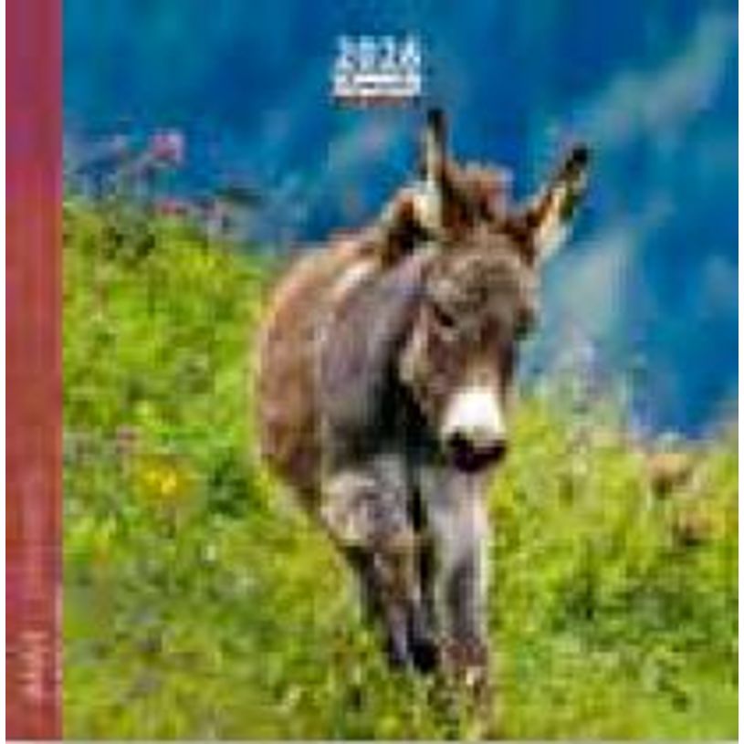 3494150174327-Calendrier 16x16cm 16 mois Aquarupella - Anes--0