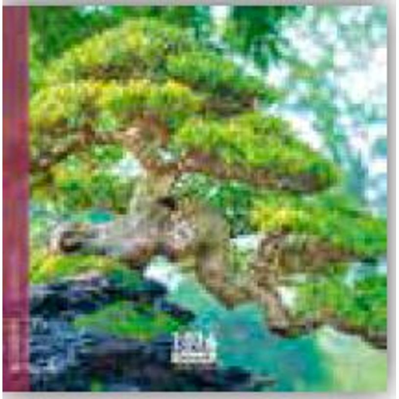 3494150174365-Calendrier 16x16cm 16 mois Aquarupella - Bonsai--0