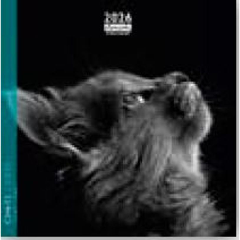 3494150174396-Calendrier 16x16cm 16 mois Aquarupella - Chats N&B--0