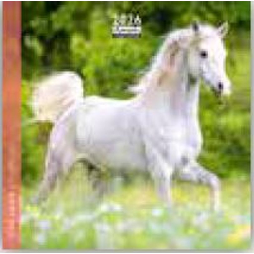 3494150174402-Calendrier 16x16cm 16 mois Aquarupella - Chevaux--0