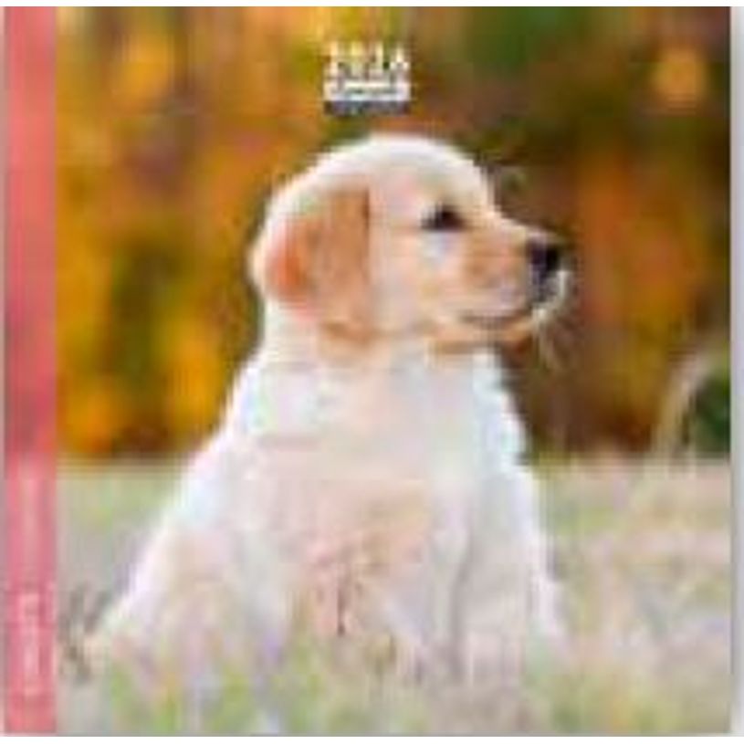 3494150174419-Calendrier 16x16cm 16 mois Aquarupella - Chiots--0