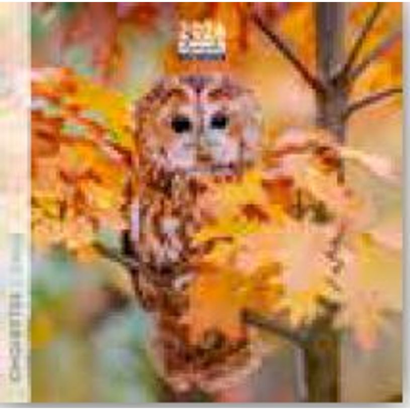 3494150174426-Calendrier 16x16cm 16 mois Aquarupella - Chouettes--0