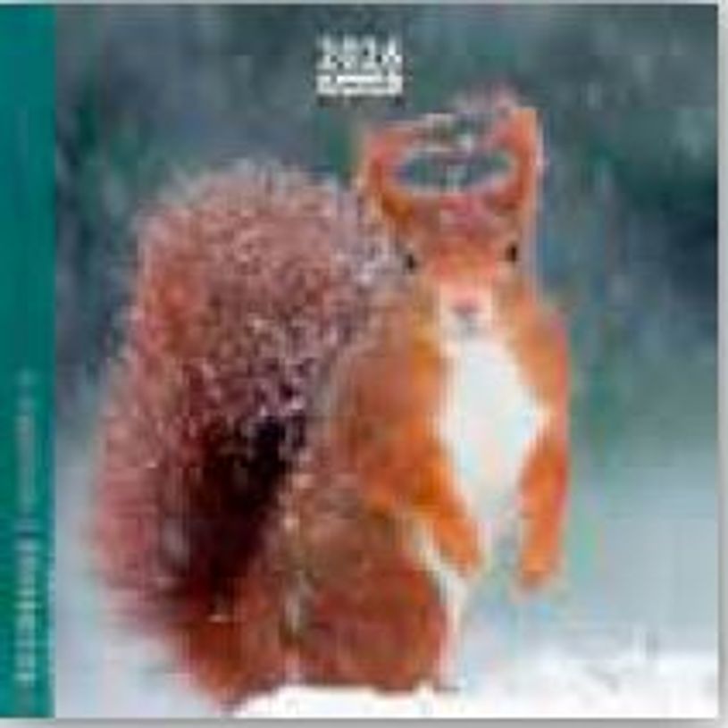 3494150174457-Calendrier 16x16cm 16 mois Aquarupella - Ecureuils--0