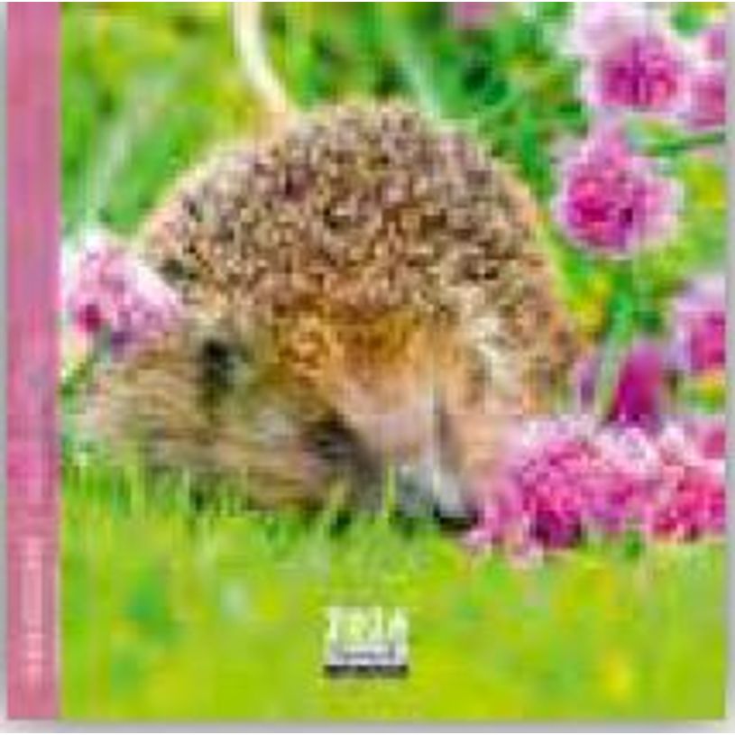 3494150174495-Calendrier 16x16cm 16 mois Aquarupella - Hérisson--0