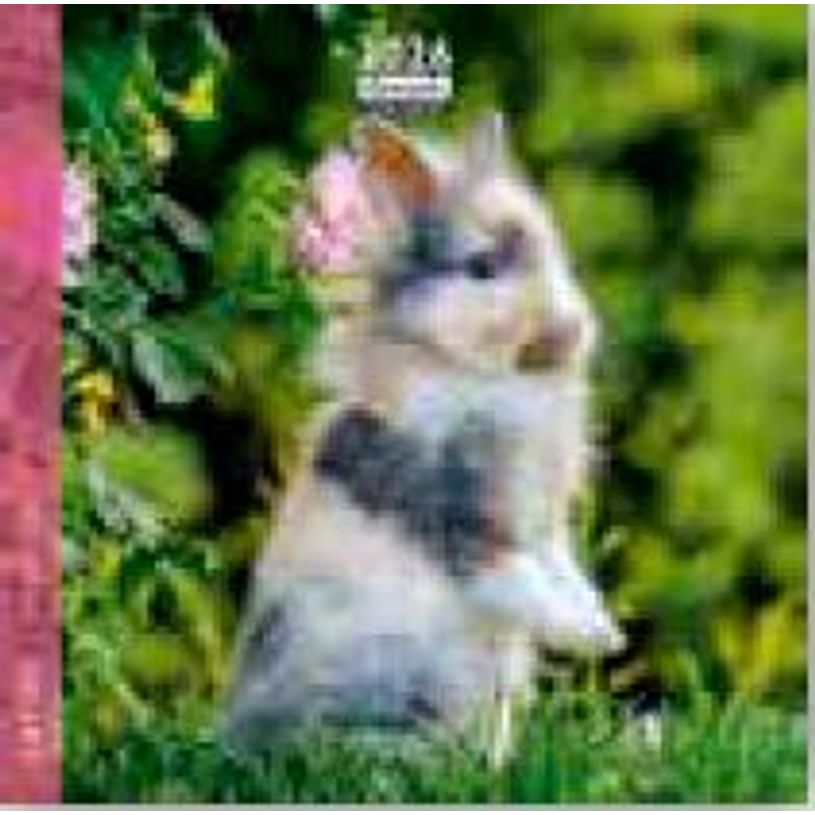 3494150174501-Calendrier 16x16cm 16 mois Aquarupella - Lapins--0