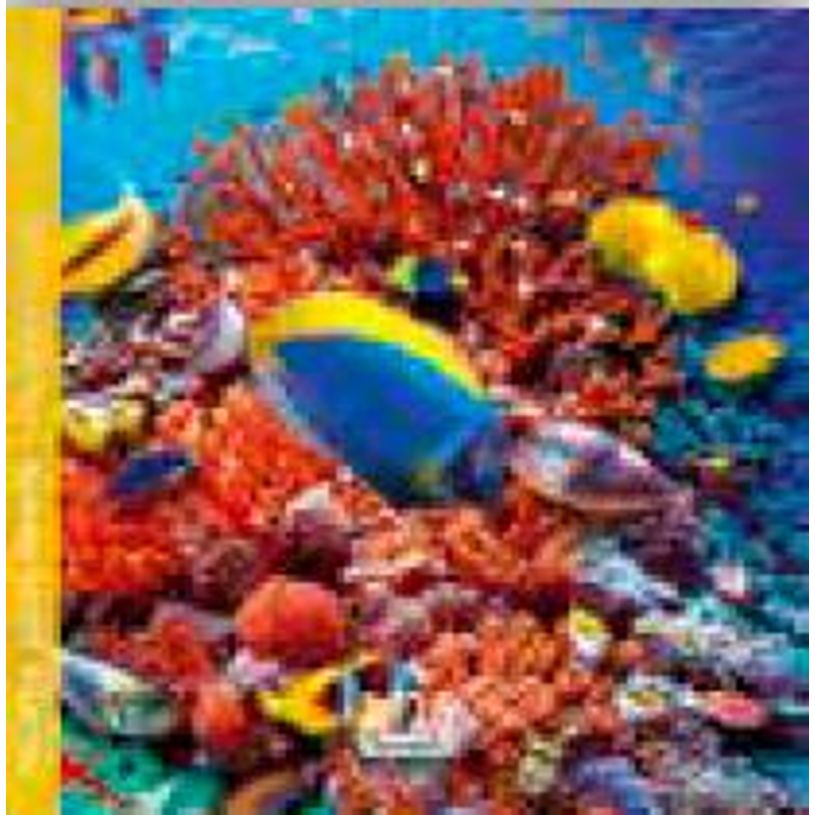 3494150174532-Calendrier 16x16cm 16 mois Aquarupella - Monde sous-marin--0