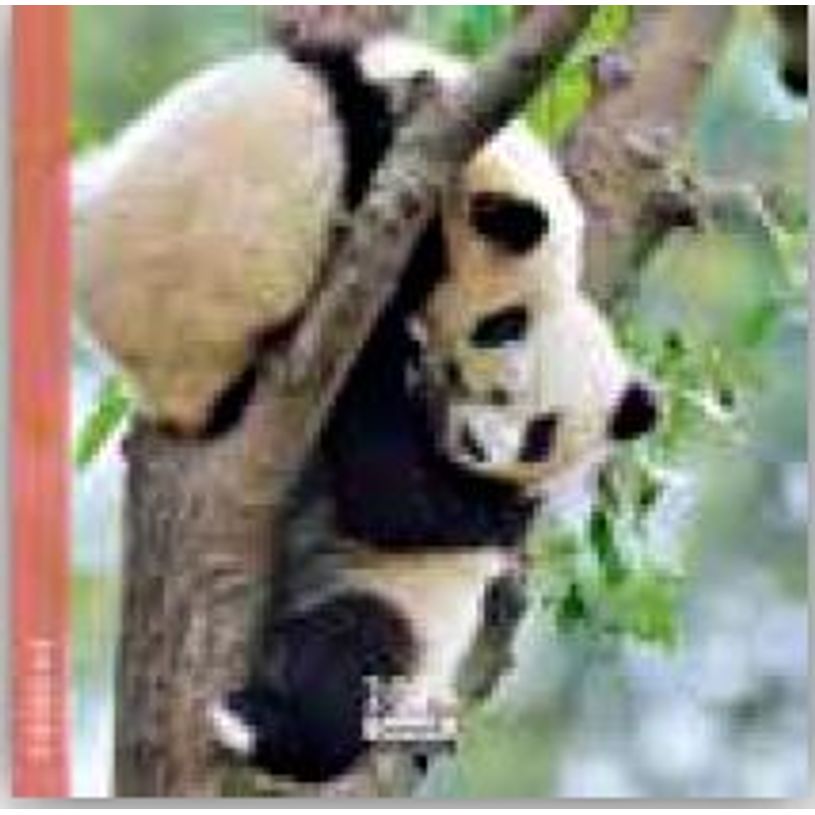 3494150174549-Calendrier 16x16cm 16 mois Aquarupella - Pandas--0