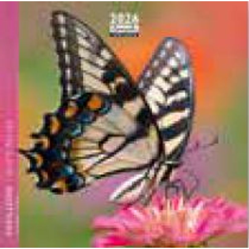 3494150174556-Calendrier 16x16cm 16 mois Aquarupella - Papillons--0