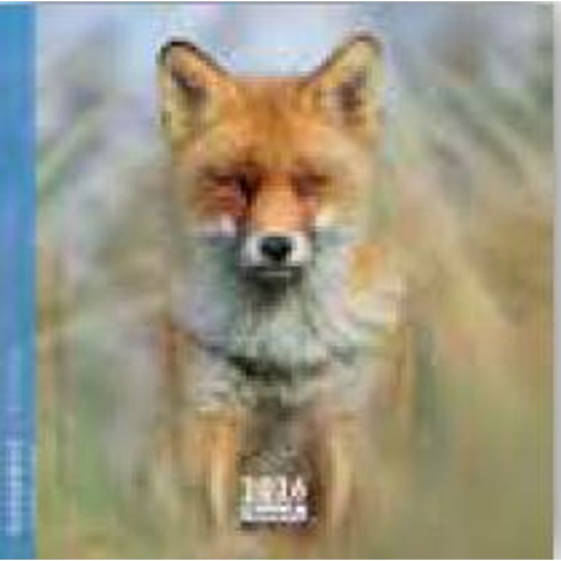 3494150174617-Calendrier 16x16cm 16 mois Aquarupella -Renard--0