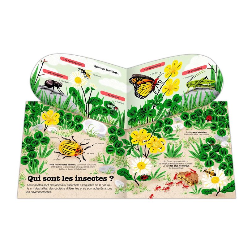 9782092591789-Les Insectes - Kididoc - Livre animé - Dès 6 ans-P_405259538_1-1