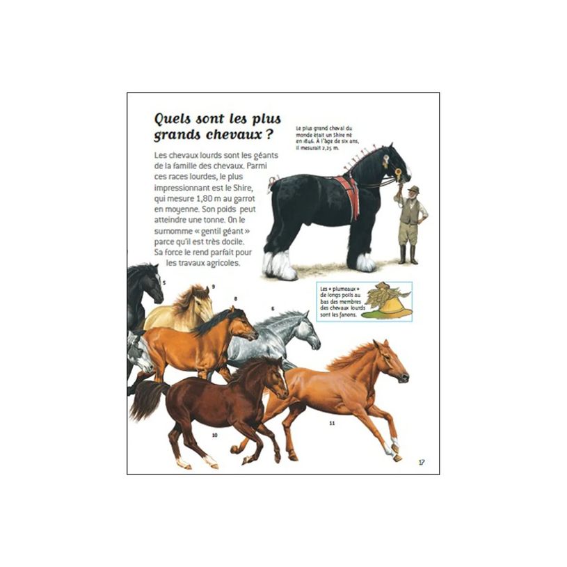 9782092492819-Passion chevaux - livre d'images-P_405264719_1-6