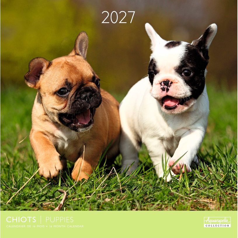 3494150184876-Calendrier mensuel 30X30cm CHIOTS - 16 mois Aquarupella--0