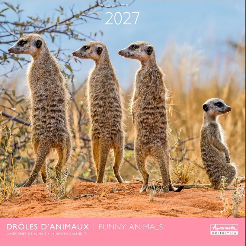 3494150184937-Calendrier mensuel 30X30cm DROLES D'ANIMAUX - 16 mois Aquarupella--0