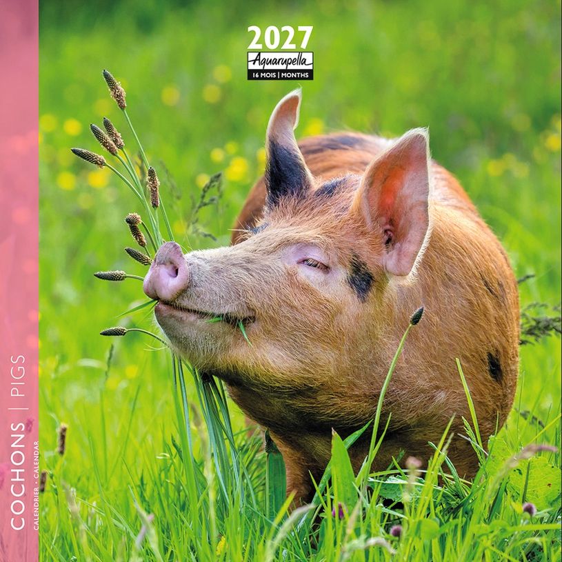 3494150185460-Calendrier mensuel 16X16cm COCHONS - 16 mois Aquarupella --0