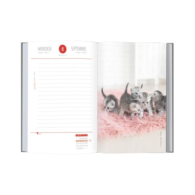 3108720615515-Agenda Chaton 1 jour par page - 12,5 x 17,5 cm - 2 décors au choix - Oberthur-P_79149932_3-2
