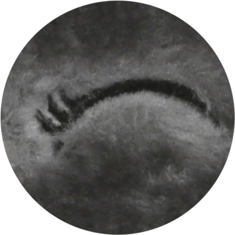 3660942322034-Agenda Fourrure - 1 jour par page - 12 x 17 cm -  2 modèles disponibles - Exacompta-P_79357028_10-3