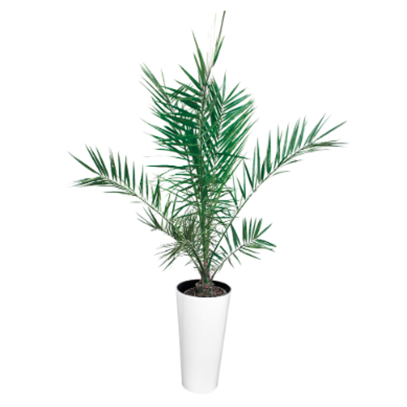 3700339878598-Plante verte naturelle PHOENIX + pot blanc en céramique-P_79408012_1-0