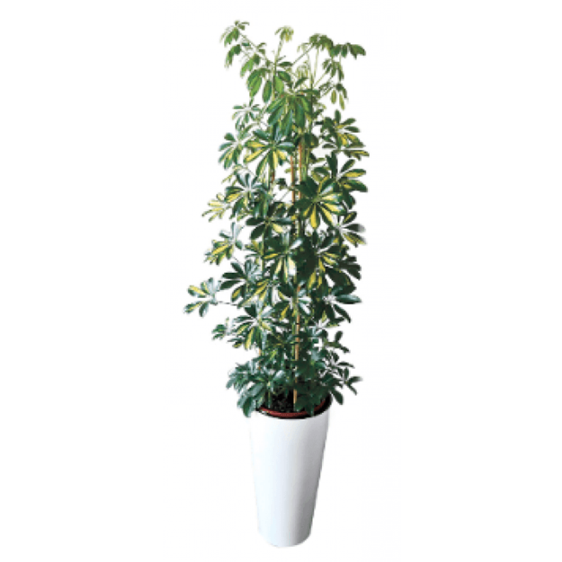 3700339878604-Plante verte naturelle avec pot blanc en céramique - SCHEFFLERA-P_79408013_1-0