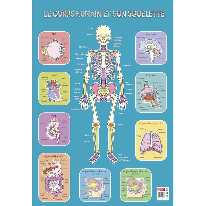3592930008746-Poster pédagogique Squelette Humain - 52 x 76 cm - Bouchut--0