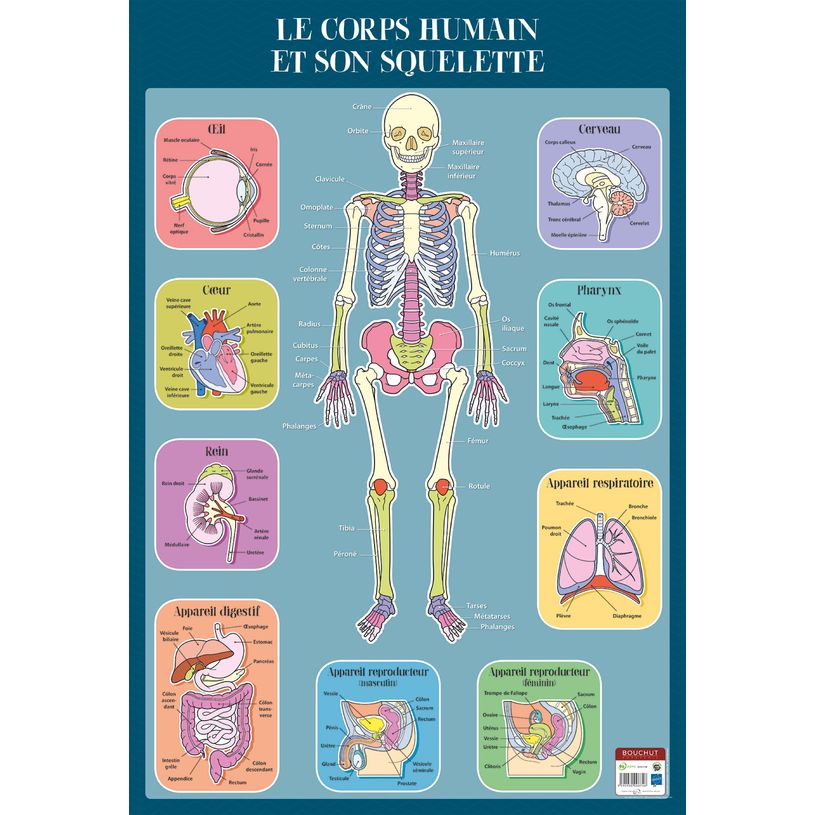 3592930008746-Poster pédagogique Squelette Humain - 52 x 76 cm - Bouchut--1