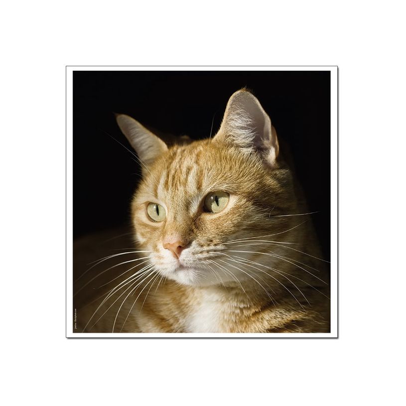 3592930029307-Calendrier illustré BOUCHUT 15 x 15 cm MON CHAT Pefc 70 %-P_79409613_1-6