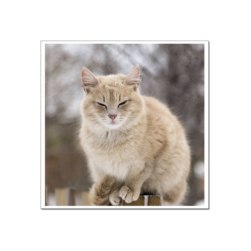 3592930029307-Calendrier illustré BOUCHUT 15 x 15 cm MON CHAT Pefc 70 %-P_79409613_2-8