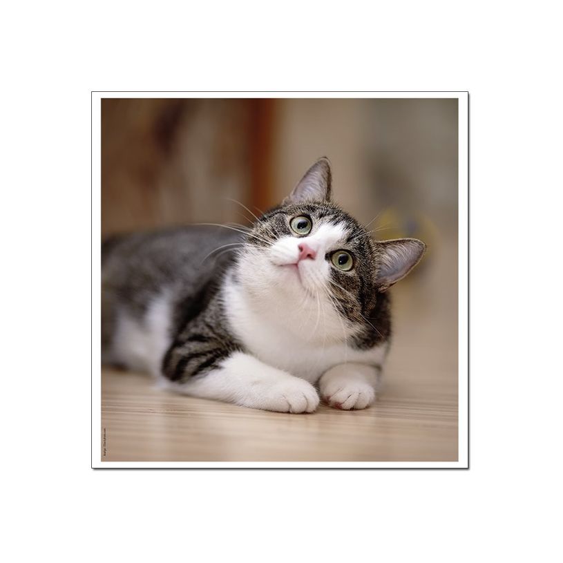 3592930029307-Calendrier illustré BOUCHUT 15 x 15 cm MON CHAT Pefc 70 %-P_79409613_3-4