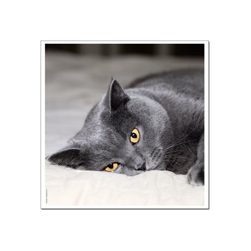 3592930029307-Calendrier illustré BOUCHUT 15 x 15 cm MON CHAT Pefc 70 %-P_79409613_4-2