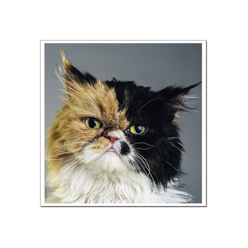3592930029307-Calendrier illustré BOUCHUT 15 x 15 cm MON CHAT Pefc 70 %-P_79409613_5-7