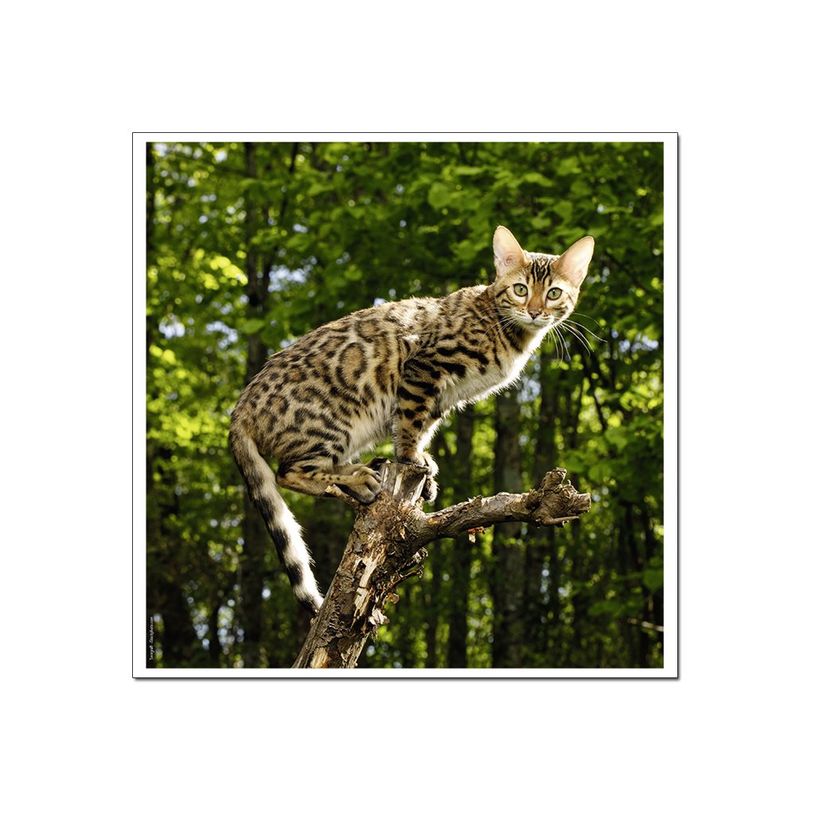 3592930029307-Calendrier illustré BOUCHUT 15 x 15 cm MON CHAT Pefc 70 %-P_79409613_6-3