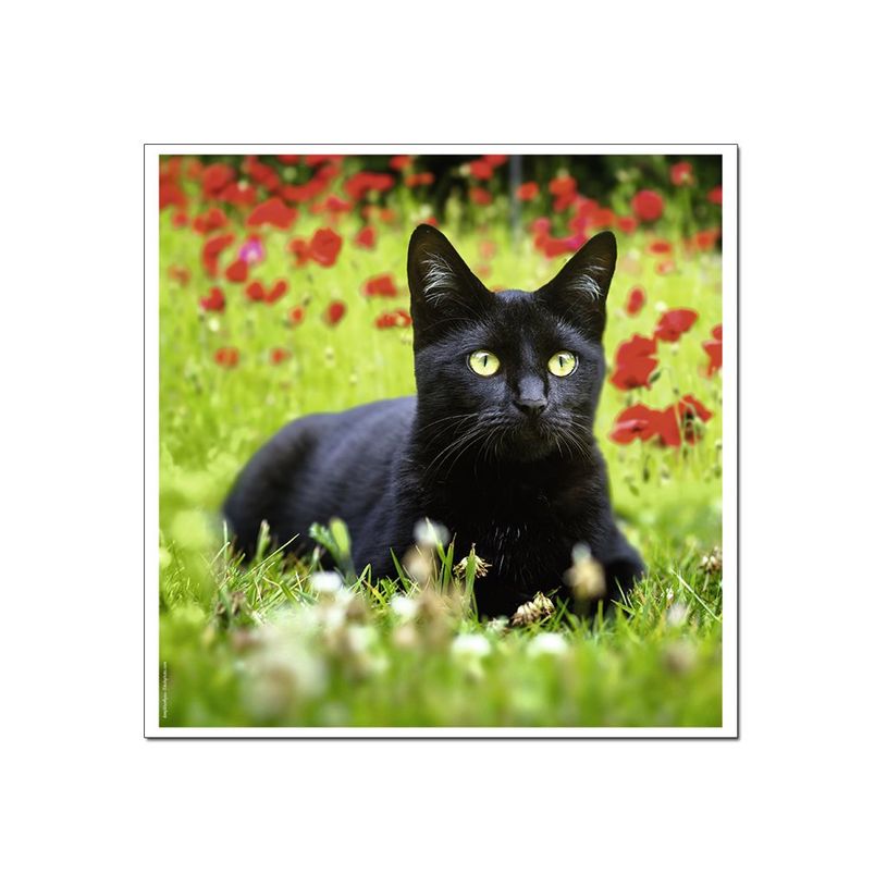3592930029307-Calendrier illustré BOUCHUT 15 x 15 cm MON CHAT Pefc 70 %-P_79409613_8-5