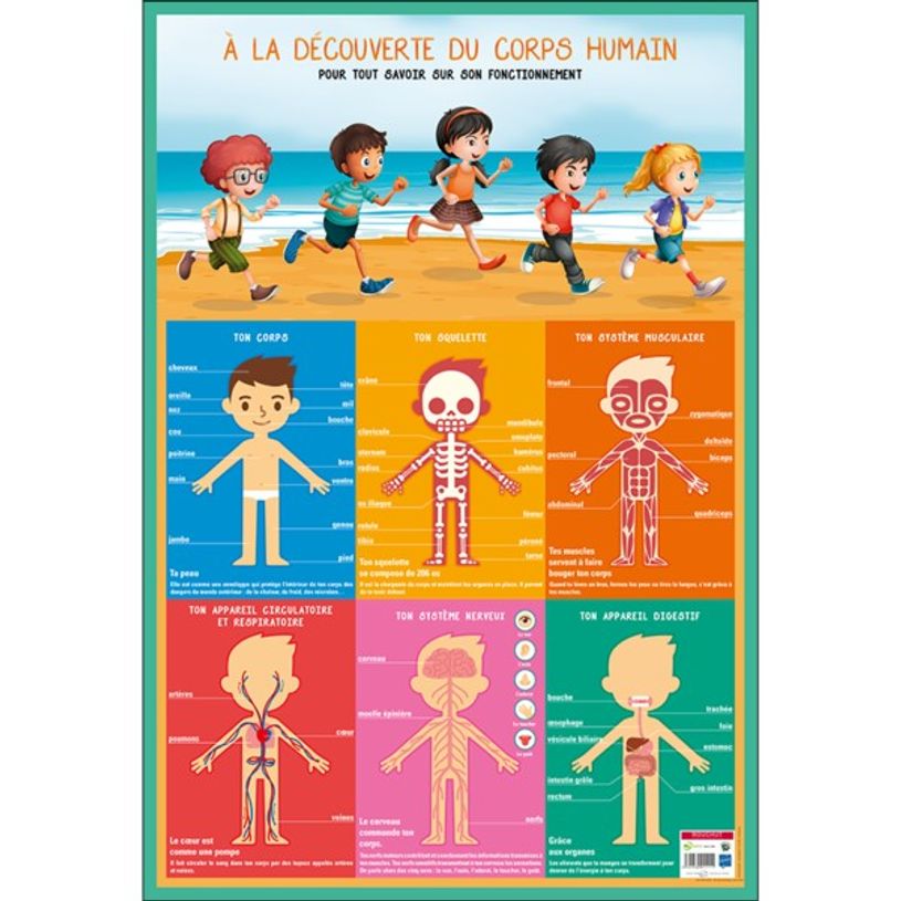 3592930011111-Bouchut - Poster pédagogique effaçable - 52 x 76 cm - Corps humain-P_79409673_1-0