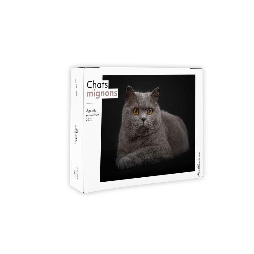 9782385430337-Semainier - Chats mignons Miaou--0