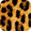 Leopardo