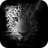 guepard